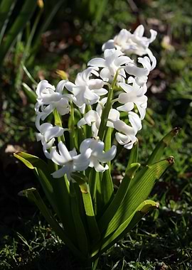 Hyacinthus orientali print