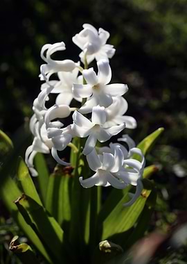 Hyacinthus orientali print