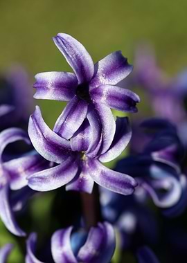 Hyacinthus orientali print