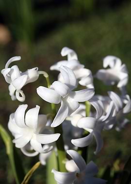 Hyacinthus orientali print