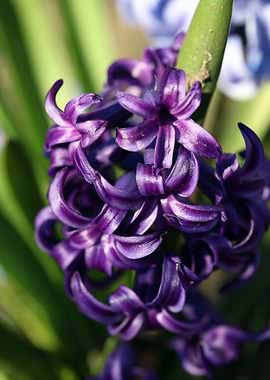 Hyacinthus flower modern