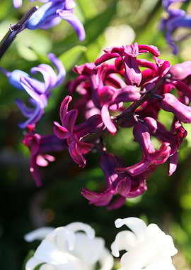 Hyacinthus flower modern