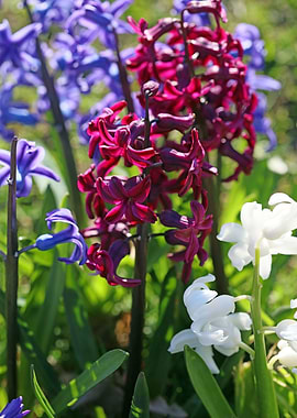 Hyacinthus flower modern