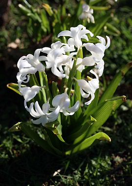 Hyacinthus orientali print