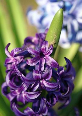Hyacinthus flower modern