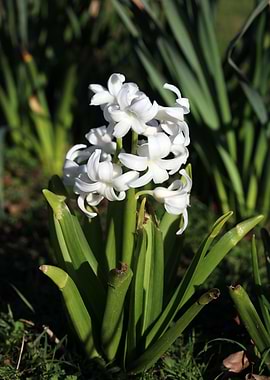 Hyacinthus orientali print