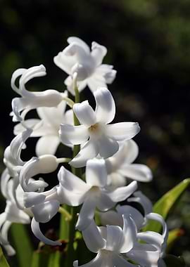 Hyacinthus orientali print