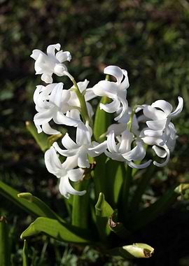 Hyacinthus orientali print