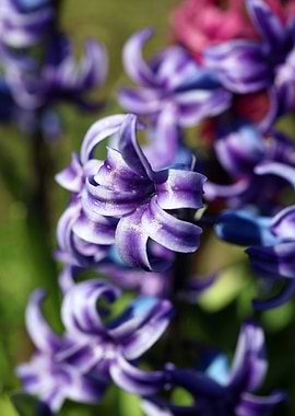 Hyacinthus orientali print