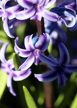 Hyacinthus flower modern