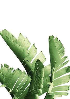Green Banana Leaves 5