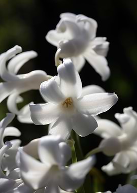 Hyacinthus orientali print