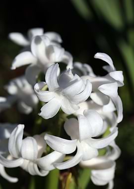 Hyacinthus orientali print