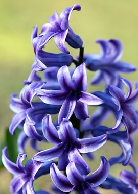 Hyacintus flower close up