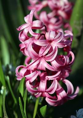 Hyacinthus orientalis L