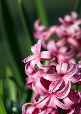 Hyacinthus orientalis L