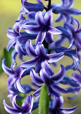 Hyacintus flower close up
