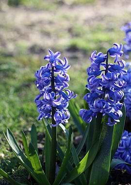Hyacinthus orientalis L