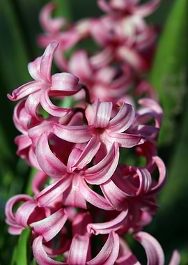 Hyacinthus orientalis L