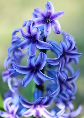 Hyacintus flower close up