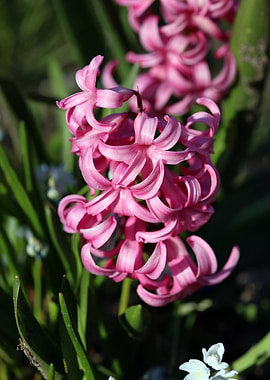 Hyacinthus orientalis L