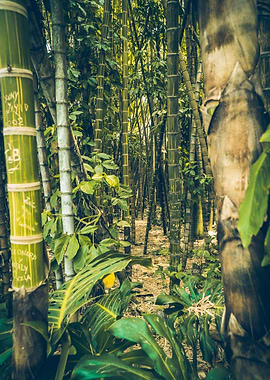 Bamboo Forest