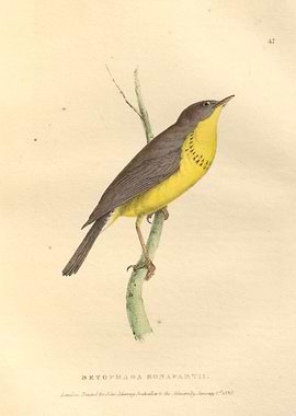 Setophaga bonapartii birds