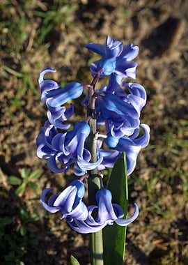 Hyacintus flower close up