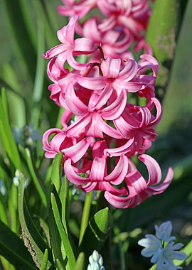 Hyacinthus orientalis L