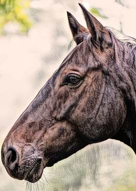 Horse Portrait