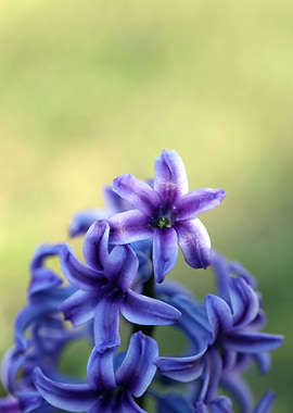 Hyacintus flower close up
