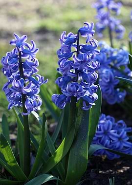 Hyacintus flower close up
