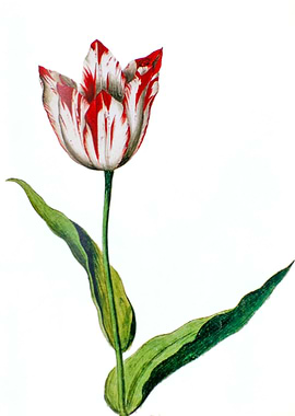 17th century Tulip color