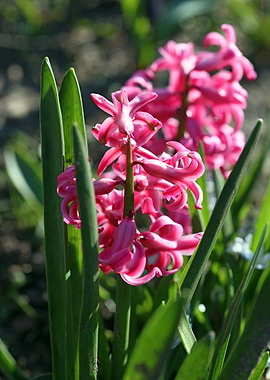 Hyacintus flower close up