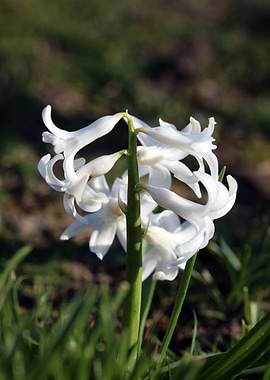 Hyacinthus orientalis L
