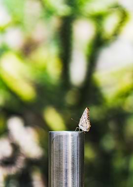 Stillness of a Butterfly