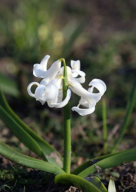 Hyacinthus orientalis