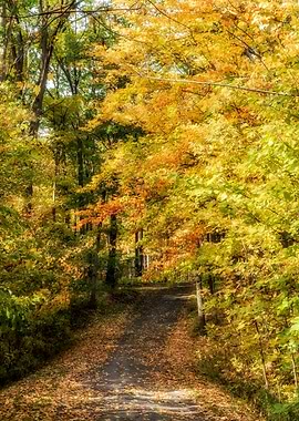 Autumn Path
