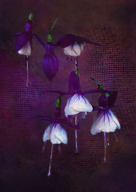Purple Fuchsias
