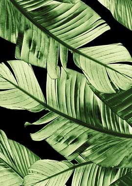 Tropical Banana Night 1