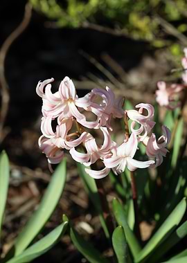 Hyacinthus orientalis