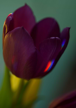 Tulip