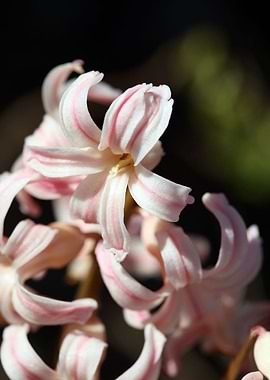 Hyacinthus orientalis
