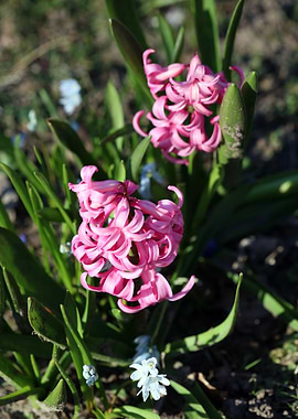 Hyacinthus orientalis