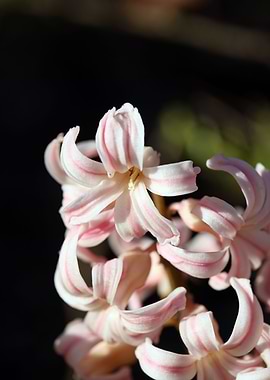 Hyacinthus orientalis