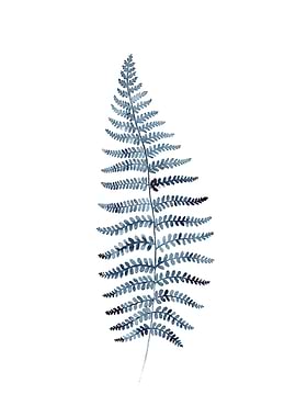 Indigo Fern 1