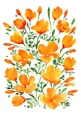 California poppies