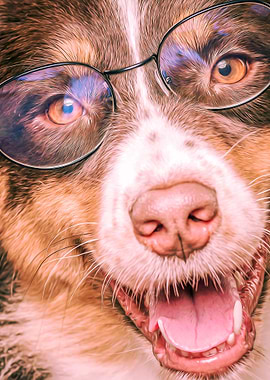 Brown Dog WIth Glasses