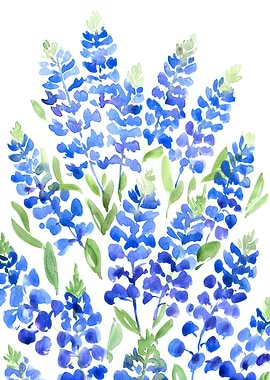 Texas bluebonnets