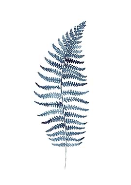Indigo Fern 2